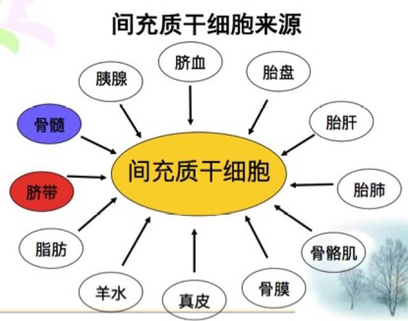 间充质干细胞